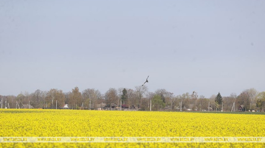 Рапс зацвел на юге Брестской области