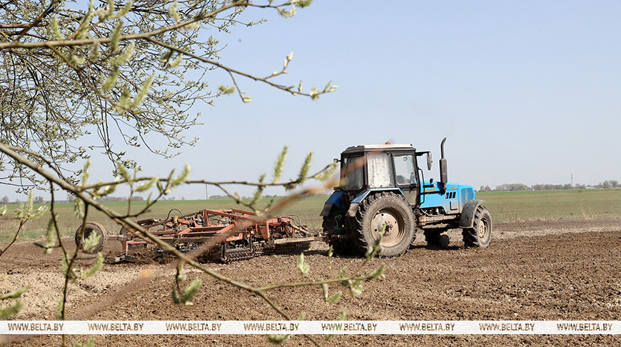 Flax planted on 55.6% of designated area in Belarus