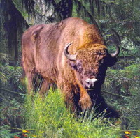 Bison